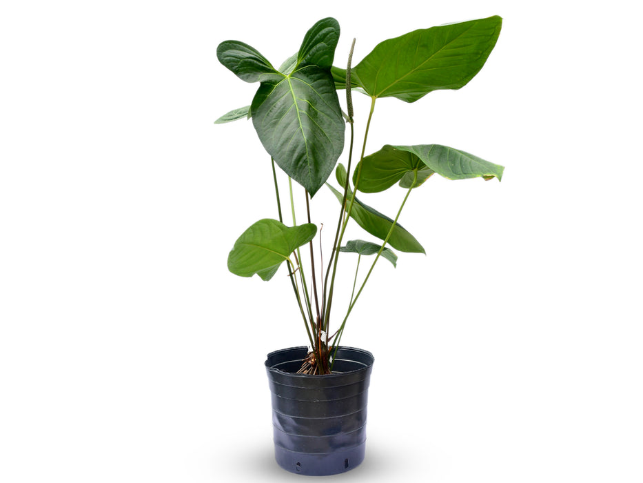 Anthurium Amazon Rabbit (Big)