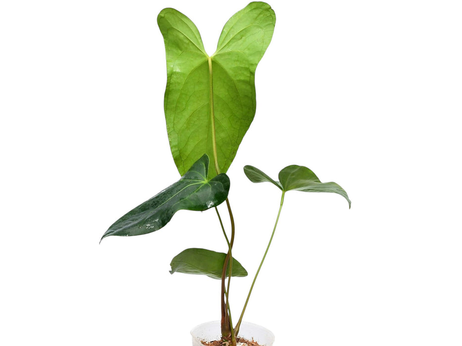 Anthurium Amazon Rabbit