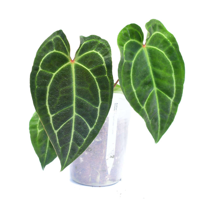 anthurium rionegrense Anthurium Amazon King Stripes Inverse - Yellow Striped Hybrid