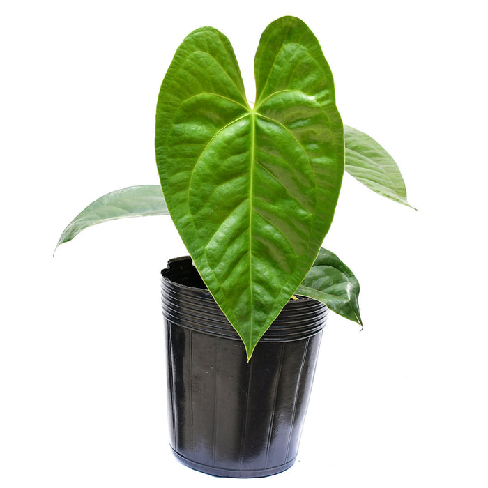 anthurium amazon Anthurium Amazon Luxury