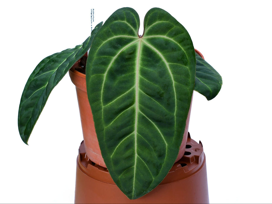 Anthurium Amazon Spirit (XS)