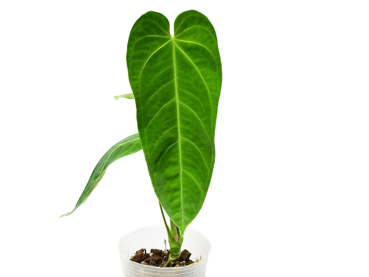 anthurium andean queen Anthurium Andean Queen