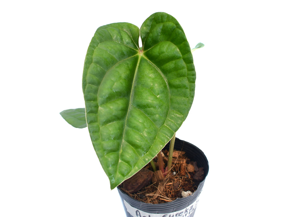 Anthurium Arquimedes in Luxury
