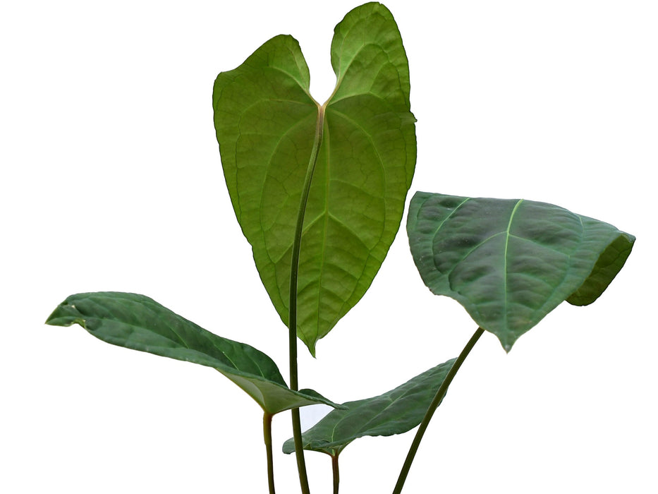 Anthurium Black Anaconda