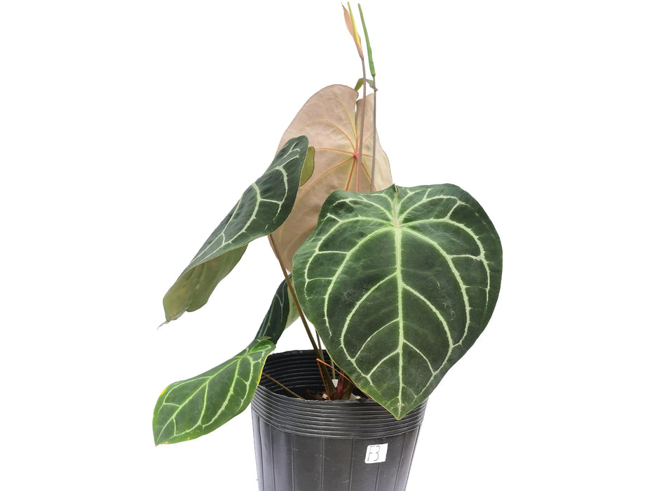 Anthurium Capibara