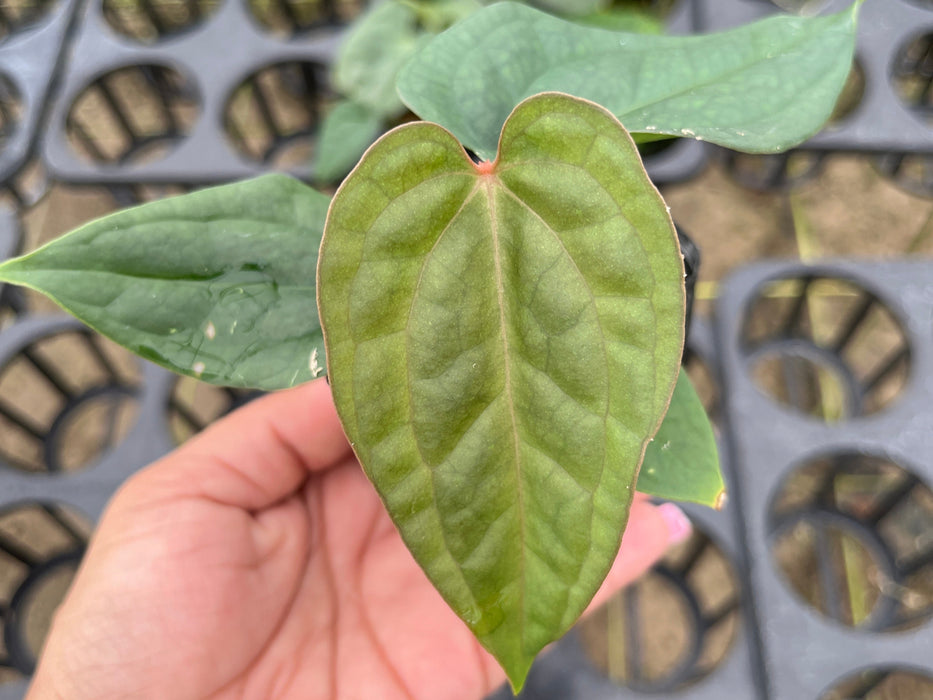 Anthurium Crystal Sky x Anthurium luxurians (XS)