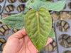 Anthurium Flying High (XS)