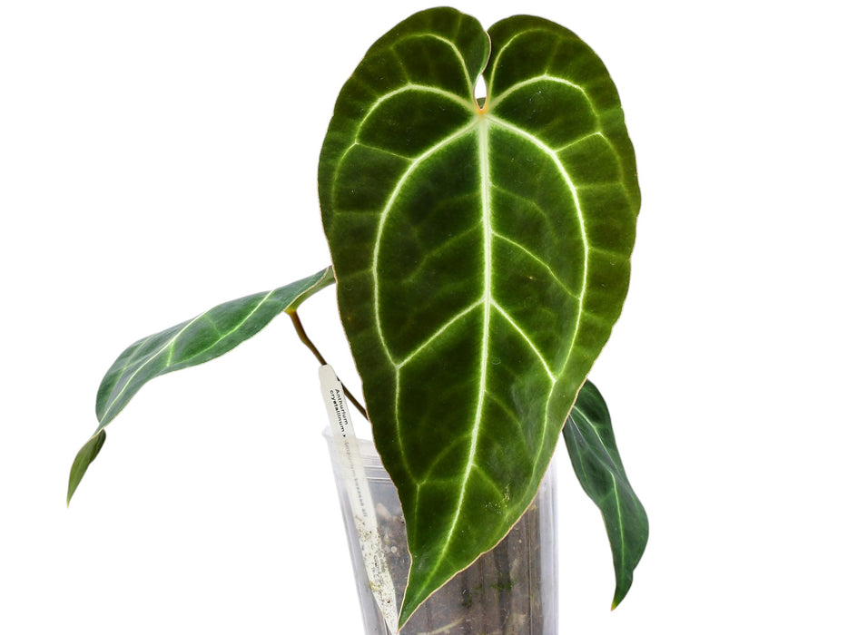 anthurium crystal sky Anthurium Crystal Sky seedling