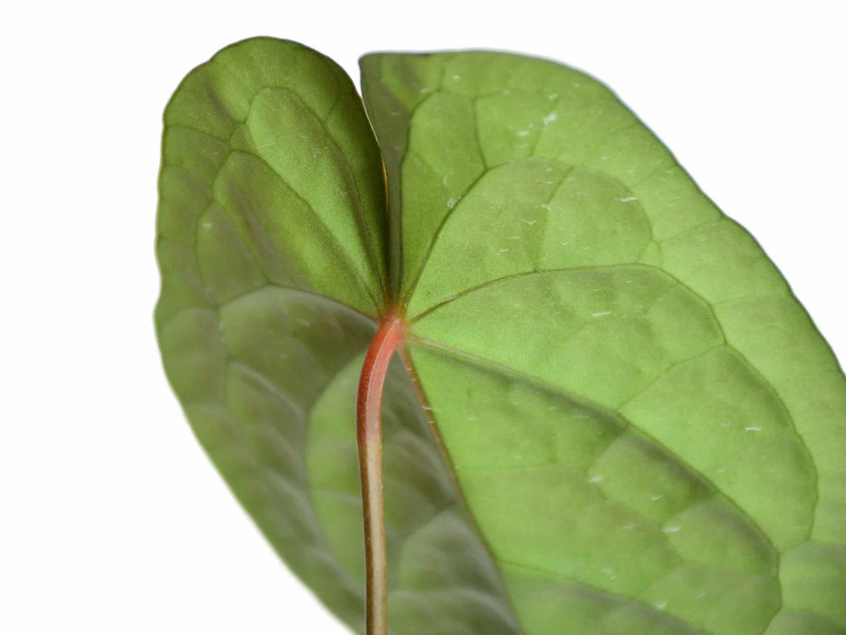 anthurium dave& 39 Anthurium David Portilla Dreams