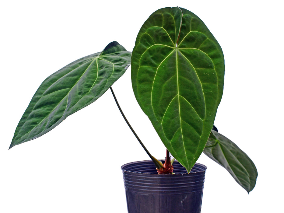Anthurium Deborah Ward