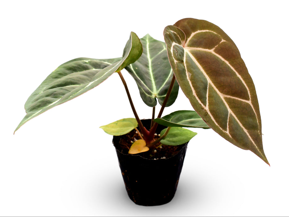 Anthurium Dr. Block x Red Crystal NSE x (Anth. carlablackiae)