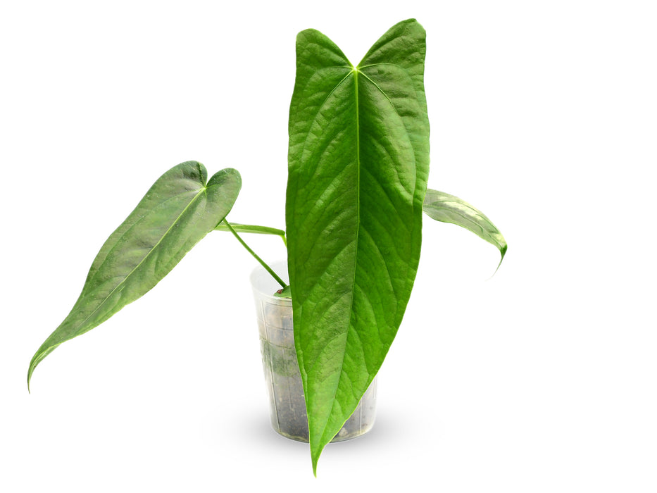 Anthurium Dr. Kiat Tan (Big)