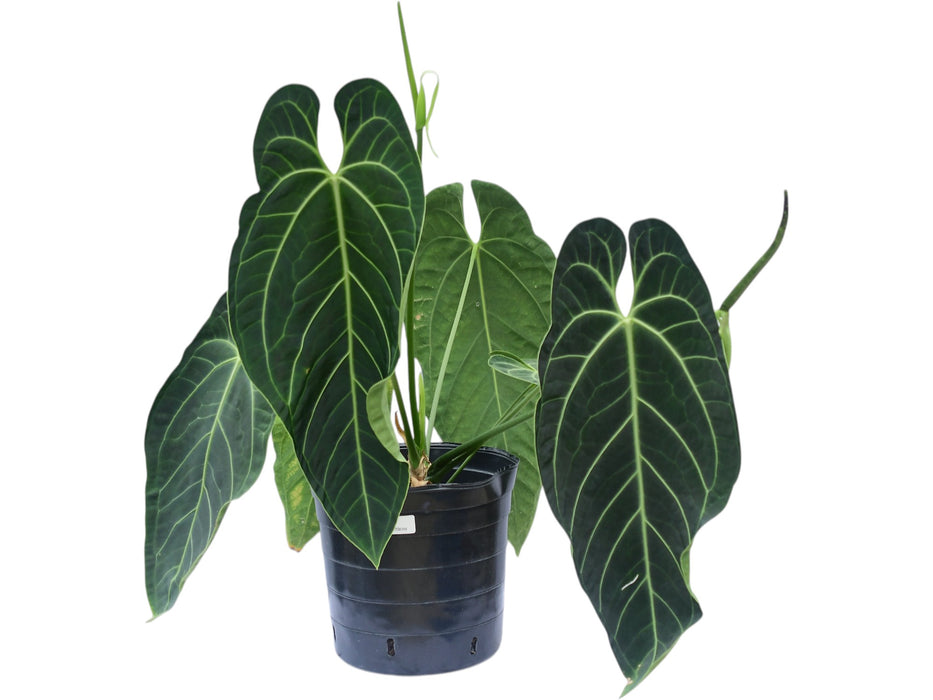 Anthurium Ecuagenera Princess