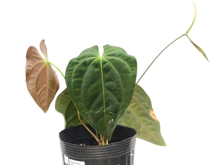 Anthurium Emerald Throne