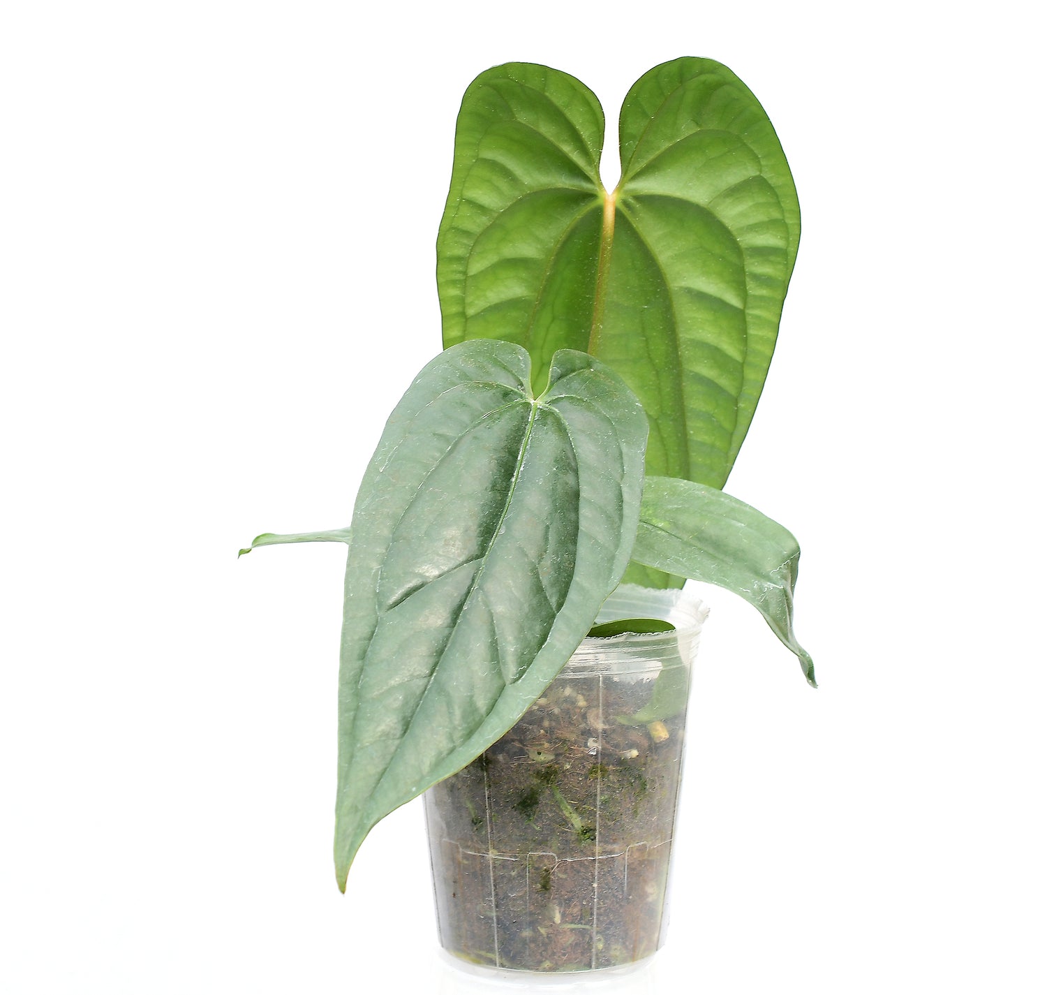 Anthurium Esmeralda Luxury (seedling)
