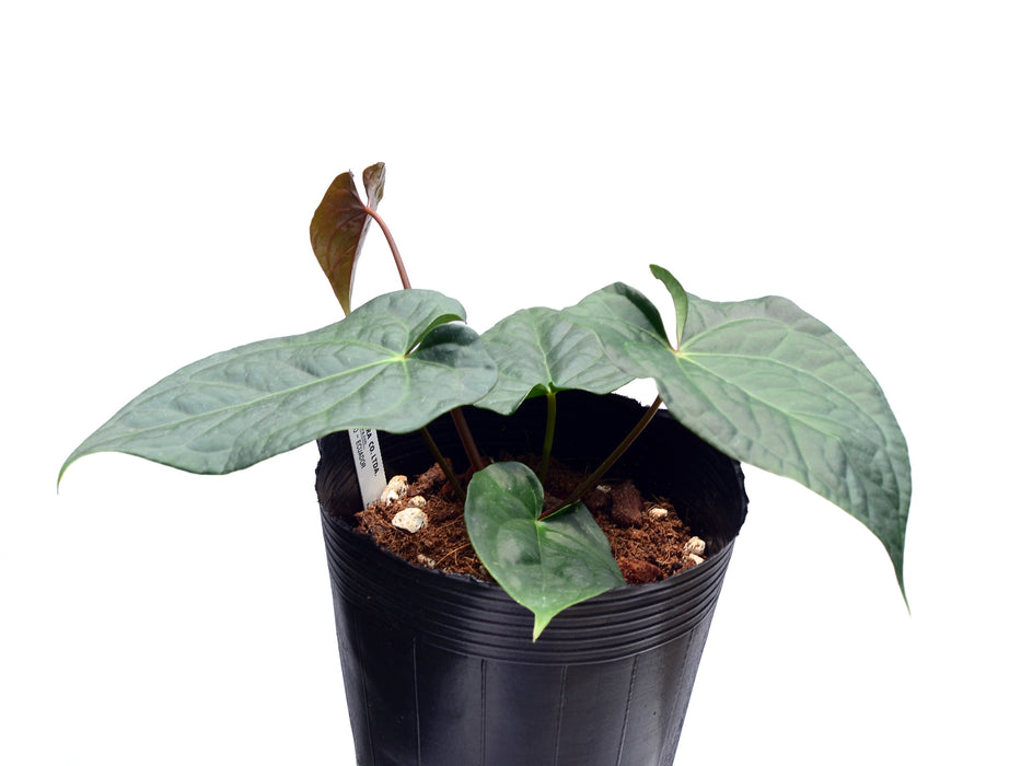 Anthurium Gigantic Luxury x Anth. Magnificent Silver