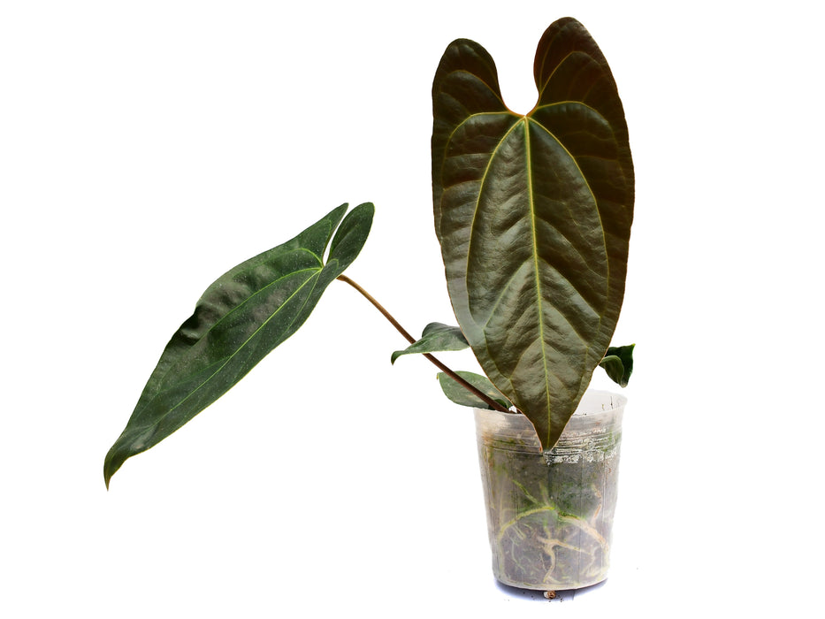 Anthurium Gigi Dreams