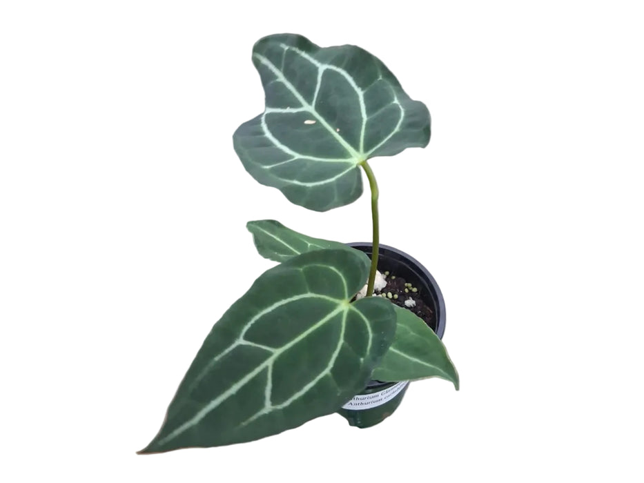 Anthurium Glamour Green x Anthurium carlablackiae (seedling)