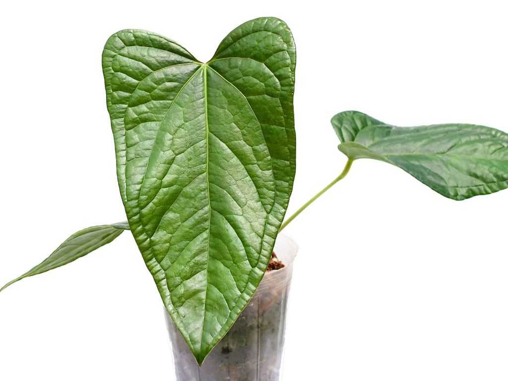 anthurium dark night Anthurium Halloween Night