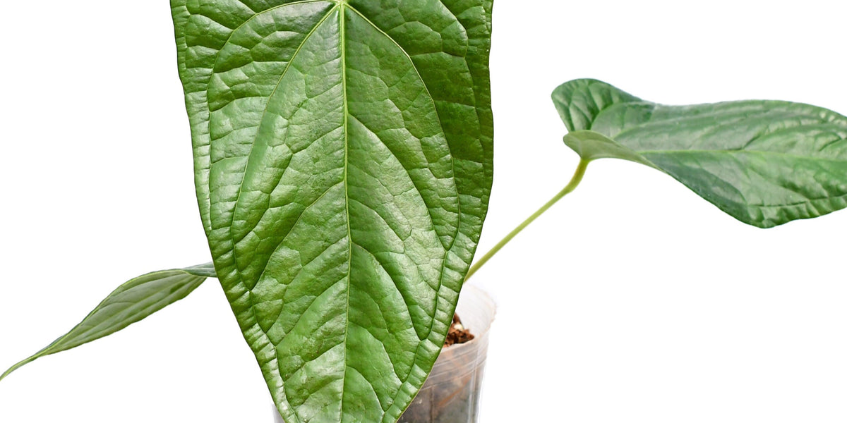 Anthurium Halloween Night