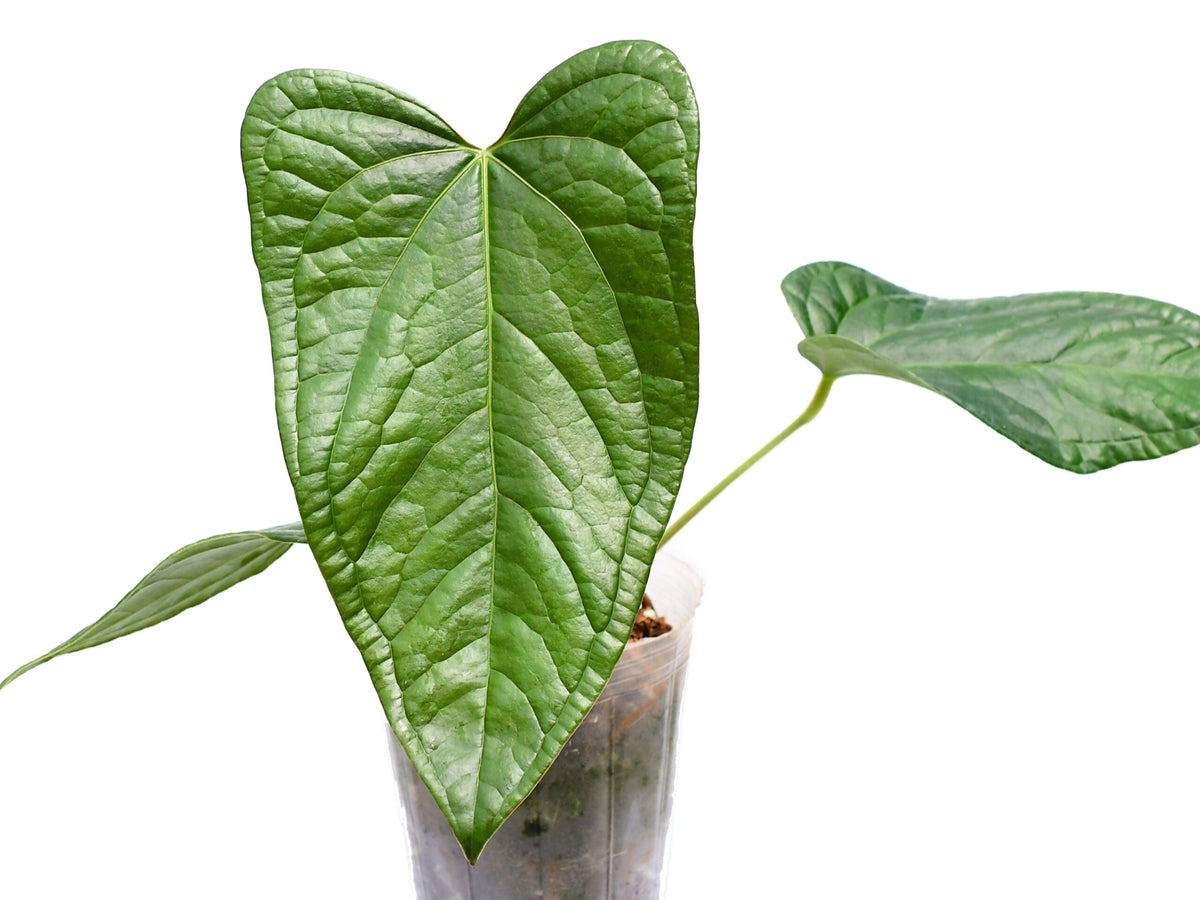 anthurium night queen Anthurium Halloween Night