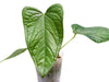 Anthurium Halloween Night