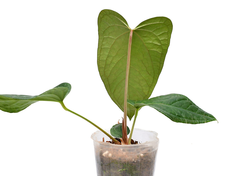 Anthurium Halloween Night