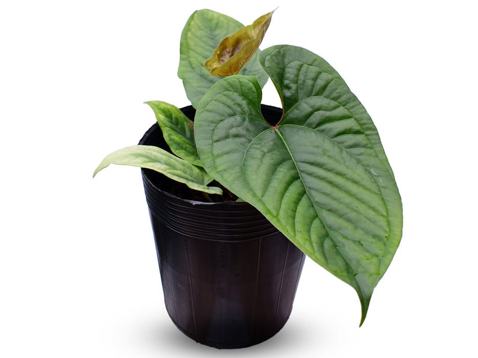 Anthurium Inverse Paradox