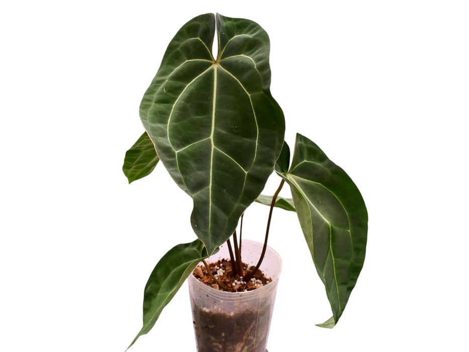 Anthurium Jungle Dreams x Anth. besseae aff x (Anth. Silver Streak)
