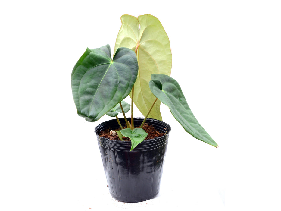 Anthurium Luxurious Shushupe x Anth. forgetii