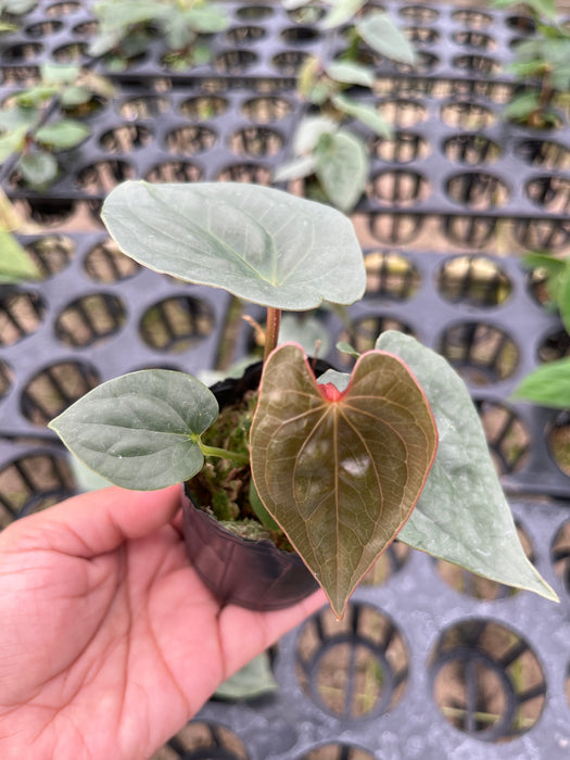 Anthurium Luxury Dreams 'Inverse crossing' (XS) — Ecuagenera USA Corp