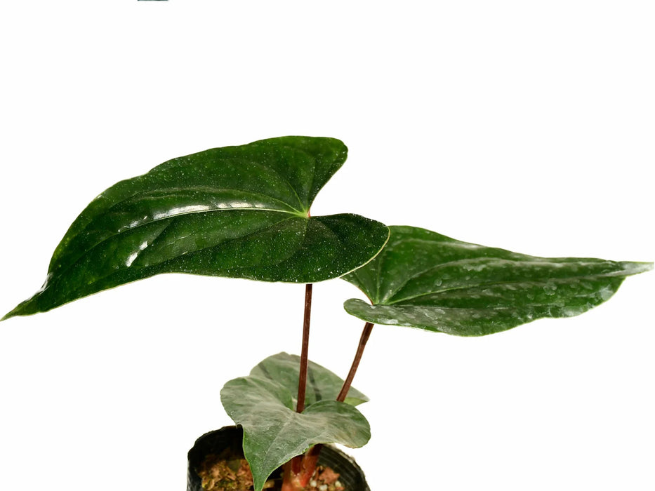 Anthurium Luxury Jungle — Ecuagenera USA Corp Anthurium Luxury Jungle — Ecuagenera USA Corp