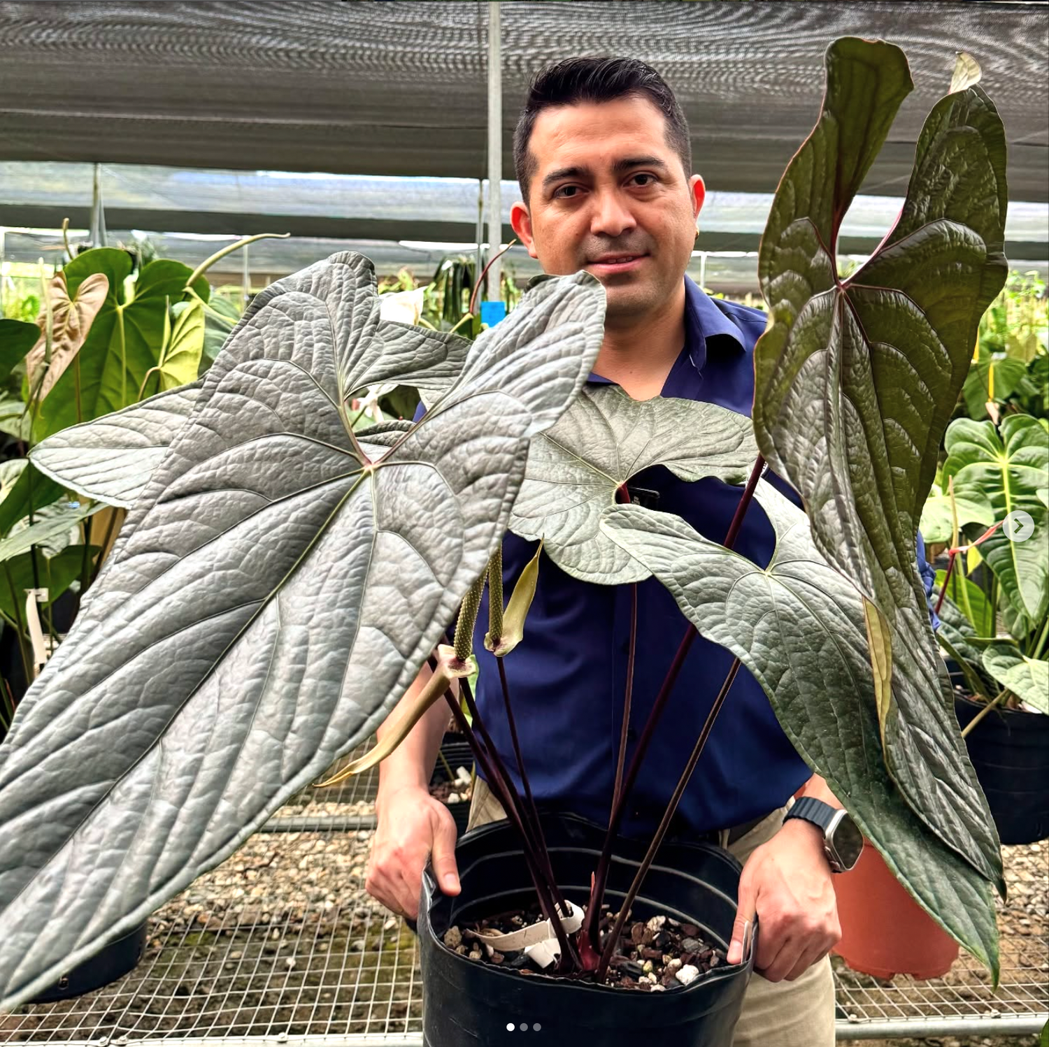 Anthurium Luxury Jungle (seedling)