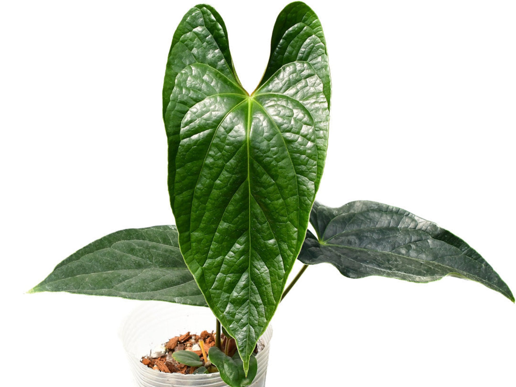 アダムオーダーキュー Anthurium Luxury Jungle 'Inverse crossing' — Ecuagenera USA Corp