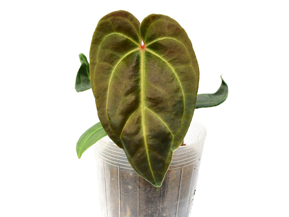 is anthurium expensive Anthurium Luxury Velvet