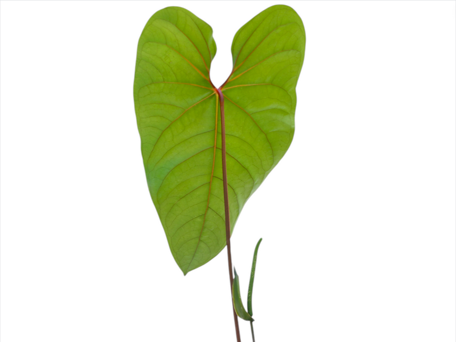 Anthurium Magnificent Gigi