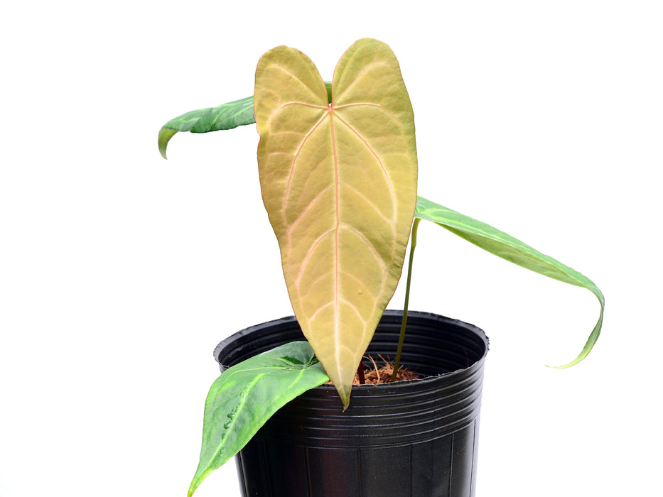 Anthurium Magnificent Gigi x Anth. Magnificent Silver