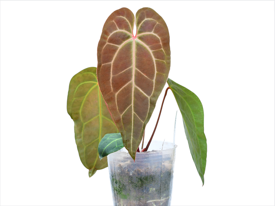 anthurium besseae x magnificum Anthurium Magnificent Girl Inverse
