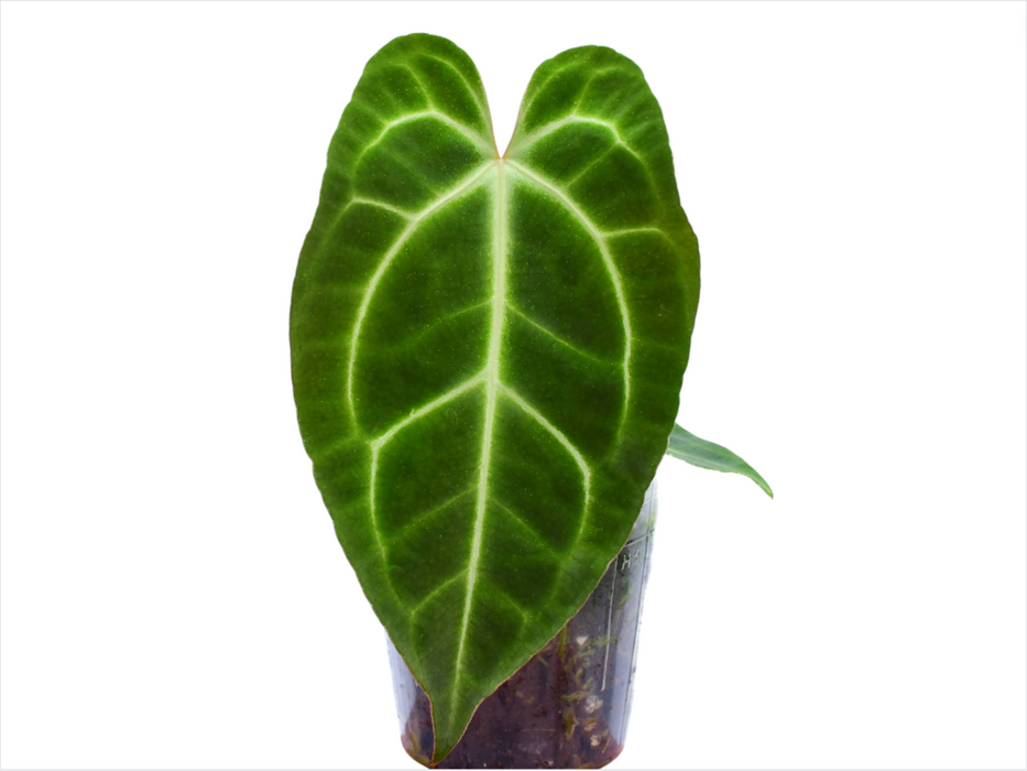 anthurium magnificum x besseae aff Anthurium Magnificent Girl Inverse