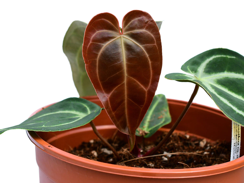 Anthurium Magnificent Girl