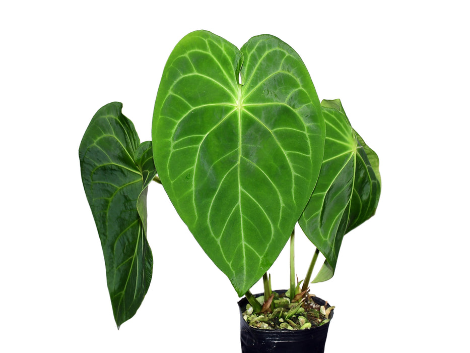 Anthurium Magnificent Silver