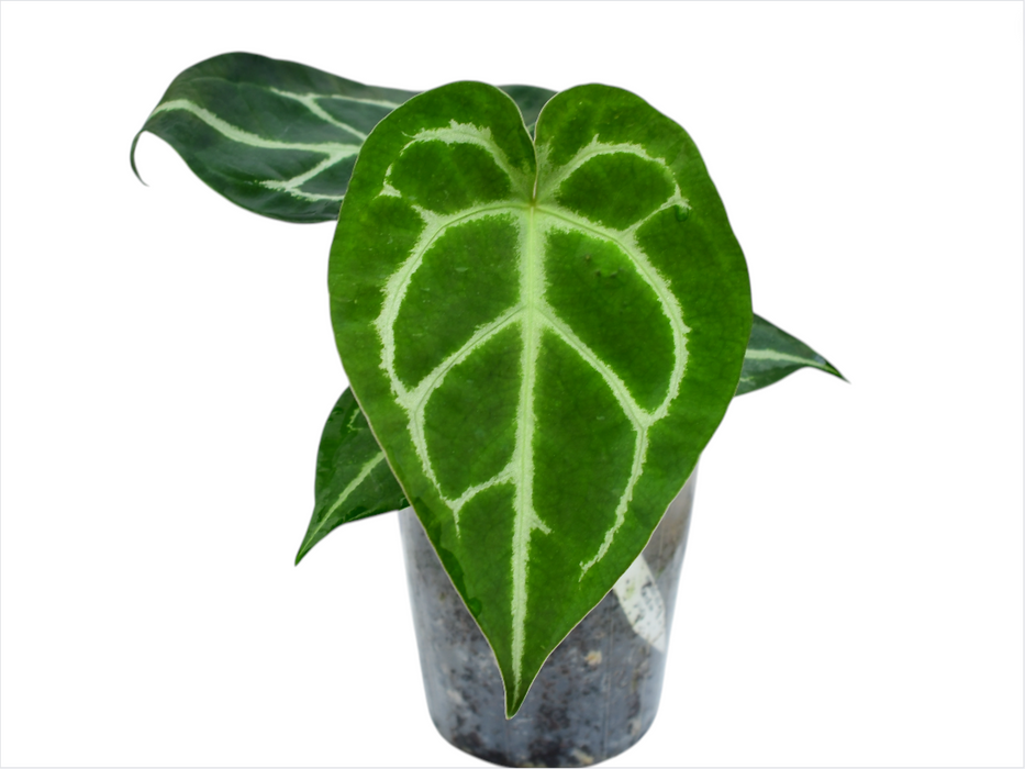 Anthurium Magnificent Silver 'Inverse crossing'