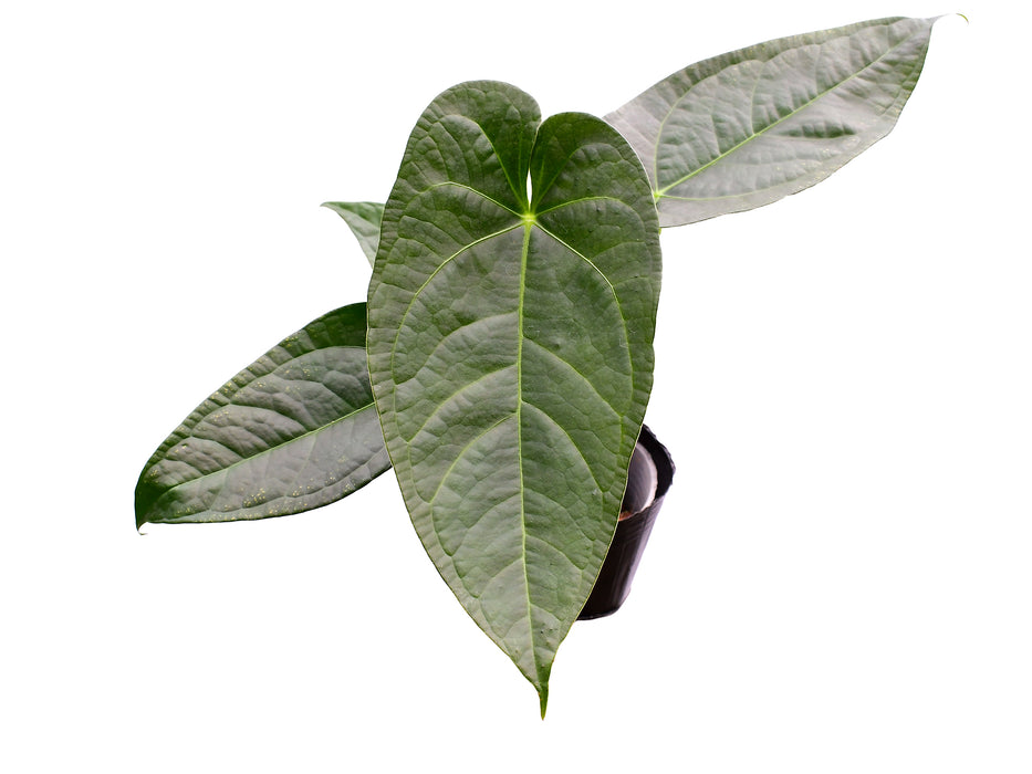 Anthurium Magnificent Silver x (Anth. Jungle Dreams x Anth. nigrolaminum 'Gigi')