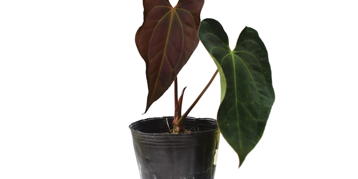 Anthurium Neon Lace — Ecuagenera USA Corp