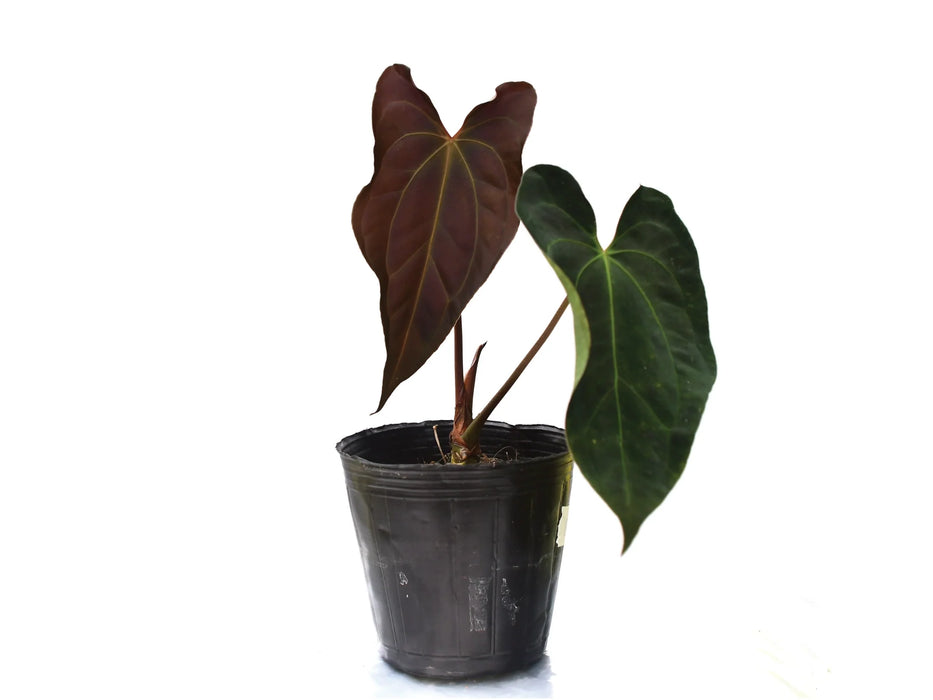 Anthurium Neon Lace (seedling)