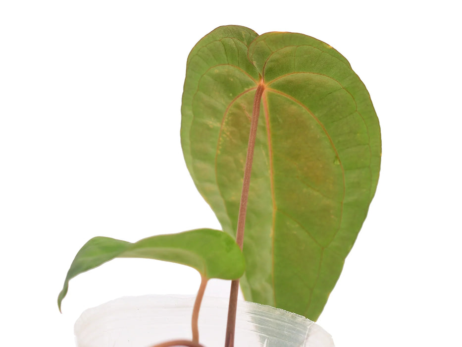 anthurium rionegrense Anthurium Neon Lace 'Inverse crossing' — Ecuagenera USA Corp