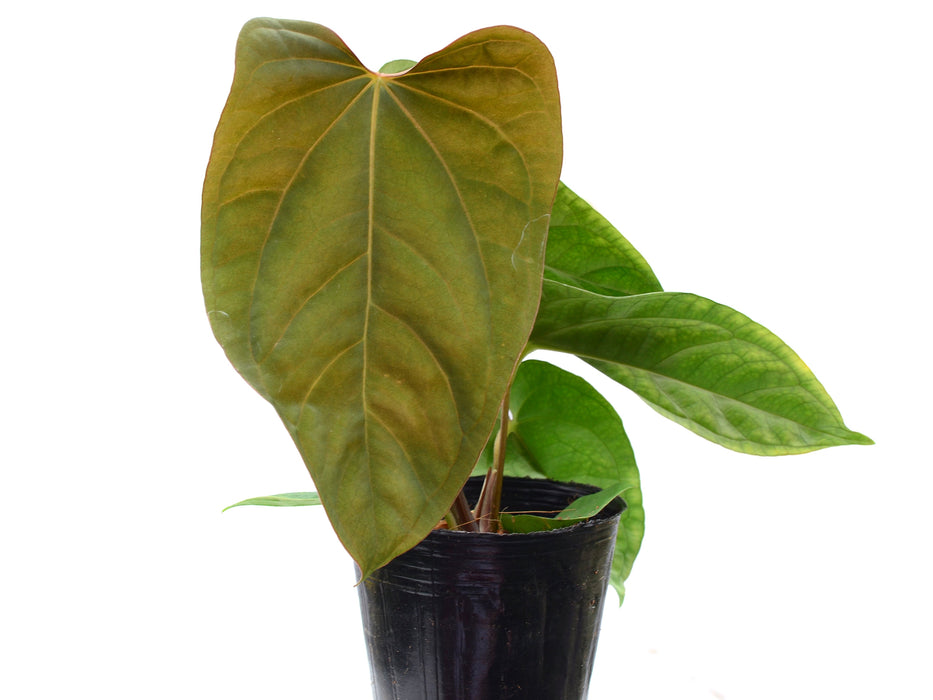 Anthurium Noel's Novelty x Anthurium dressleri