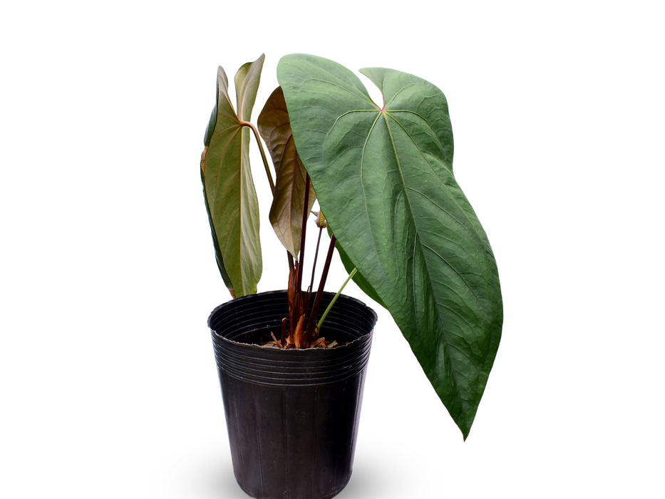 Anthurium Nouvelle Lune