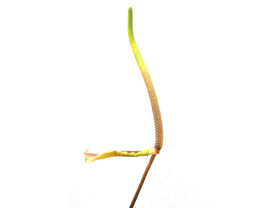 Anthurium Pangui Star