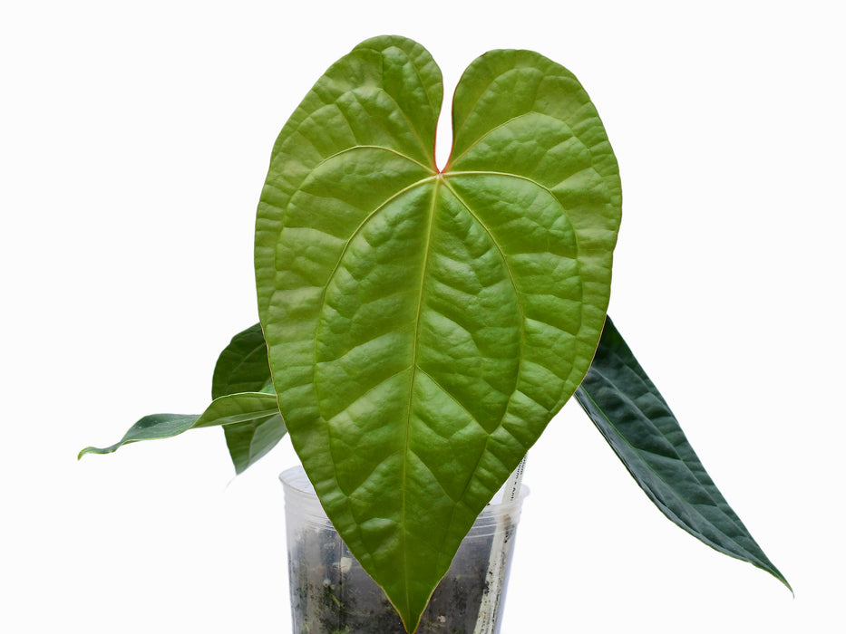 Anthurium Portilla Dreams (Big)